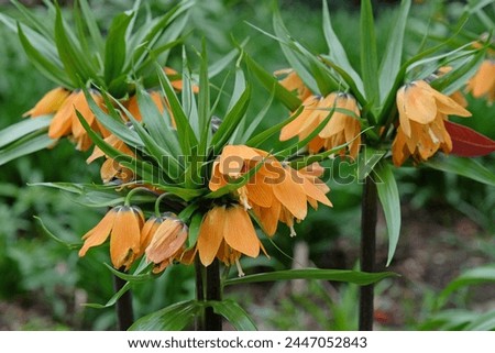 Similar – Image, Stock Photo Fritillaria imperialis (crown imperial, fritillary or kaiser crown) is a species of flowering plant in the lily family. Close-up