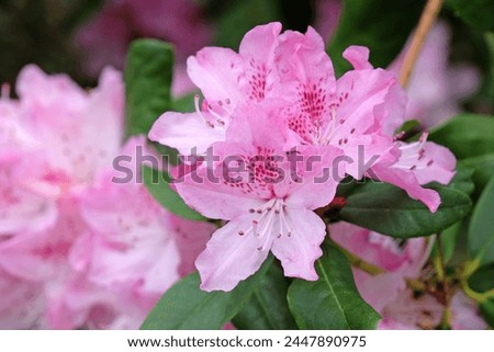 Similar – Image, Stock Photo Pink rhododendron flower heads on stem with green leaves on a bush. Floral close up, macro photo.