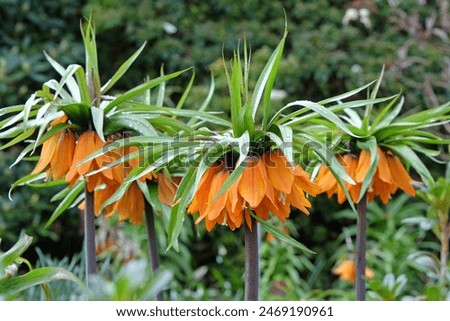 Similar – Image, Stock Photo Fritillaria imperialis (crown imperial, fritillary or kaiser crown) is a species of flowering plant in the lily family. Close-up