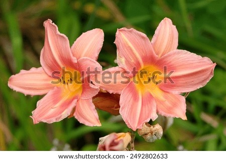 Similar – Image, Stock Photo Daylilies (Hemerocallis), Hemerocallis hybrids in full bloom