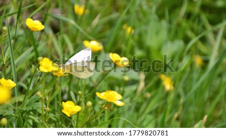 Similar – Image, Stock Photo Small cabbage white butterfly in light and shade