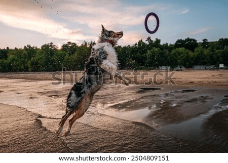 Similar – Image, Stock Photo A beautiful water dog is sitting in the meadow while it is looking at the camera. Its owner is petting it. It is sticking out its tongue and it looks happy.