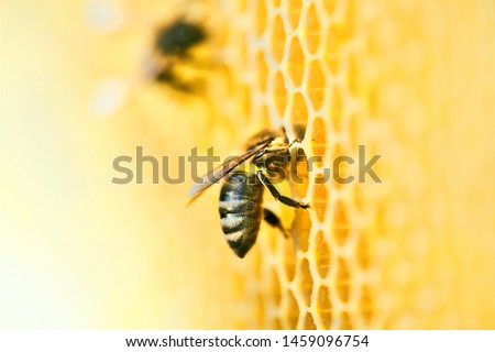 Similar – Foto Bild bees and apiary