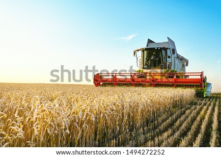 Combine harvester harvests ripe wheat. agriculture Imagine de stoc © 