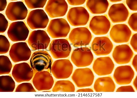 Similar – Foto Bild bees and apiary