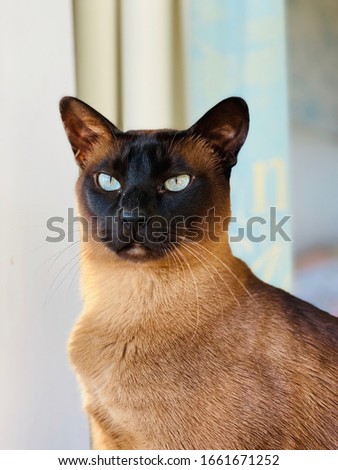 Pedigree brown mink Tonkinese cat portrait  Stock photo © 