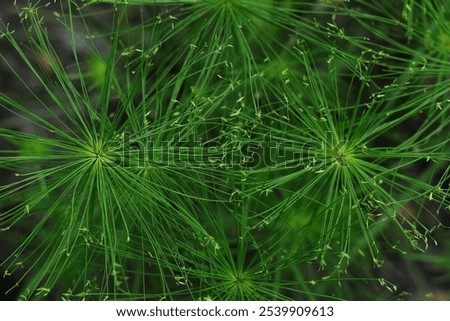 Similar – Image, Stock Photo inflorescences full of water drops