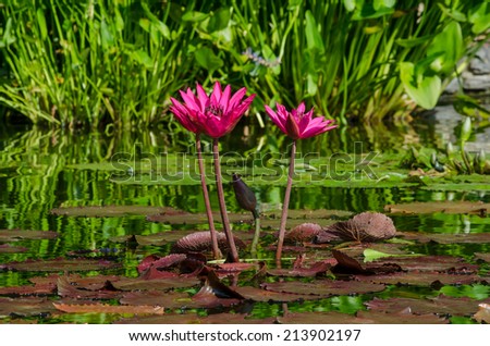 Bright pink flowers bloom out of lily pads in a garden pond
