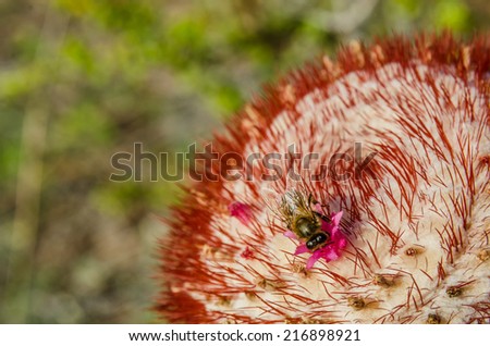 A bee searches for nectar in the bright pink bud of a barrel cactus flower in St. John