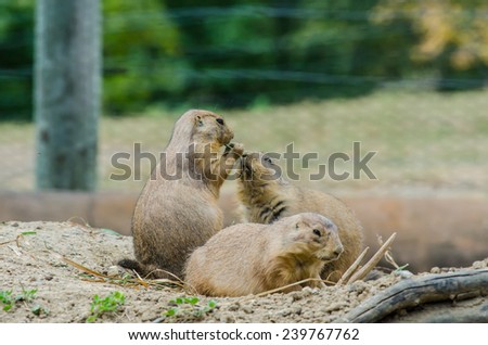A group of three black tailed prairie dogs