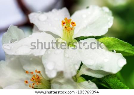 Beautiful hdr of apple tree flower after the rain, with great details and many water drops, perfect spring or floral background.