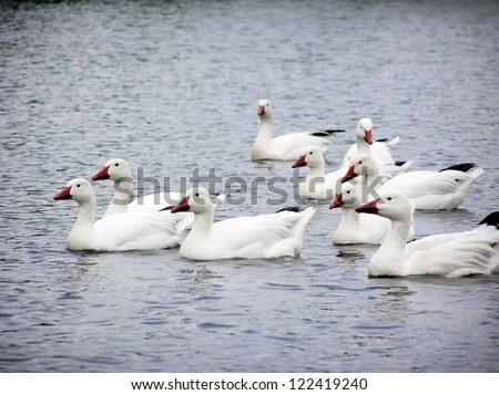 Beautiful flock of white snow geese over calm lake, perfect nature background.