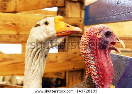 Goose and wild turkey heads at local fair