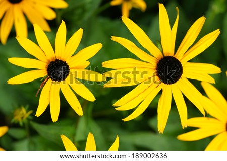 Fun floral background: yellow daisies or black-eyed Susan, Rudbeckia hirta