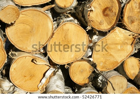 Pile of paper birch wood logs lighten by sunset