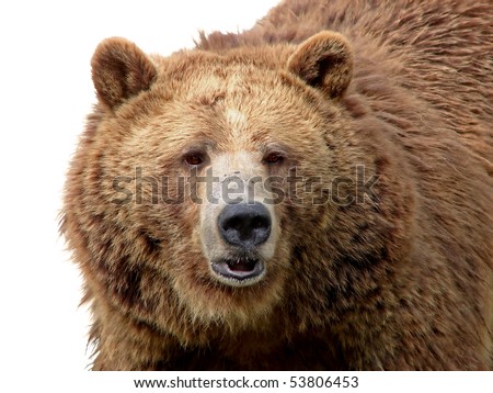 Detailed Close-Up Portrait Of A Magnificent Grizzly Brown Bear With ...