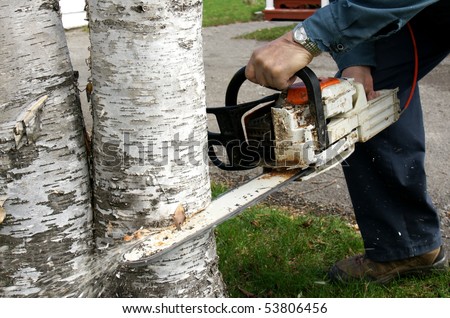 Man doing some landscaping by cutting down two overgrown paper birch trees with a chainsaw to increase curb appeal of a home