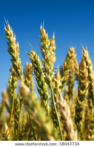Vertical shot of a wheat field ripening, not quite ready for harvesting with golden yellow and still some green plants.