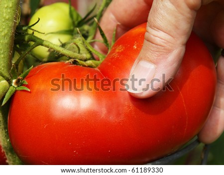 Close up on hand picking up a big red juicy tomato directly on the stem on a bright sunny day. Great details on the tomato skin.