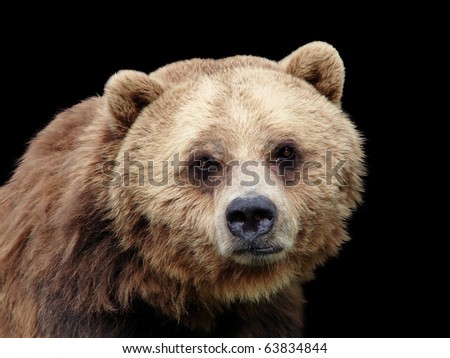 Sad Grizzly Brown Bear Looking At Camera, Lots Of Details, Isolated On ...