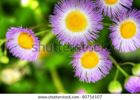 Beautiful floral background: hdr of common fleabane wildflower with contrasting purple, yellow and lush green.