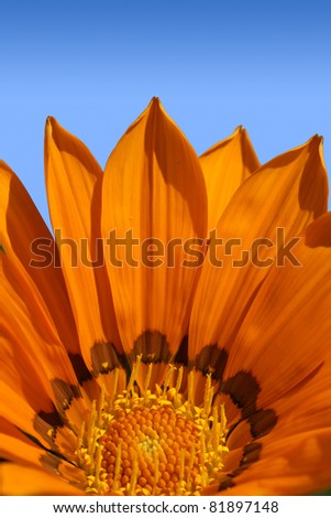 Bright orange Gazenia or treasure flower against the blue sky on a sunny day.