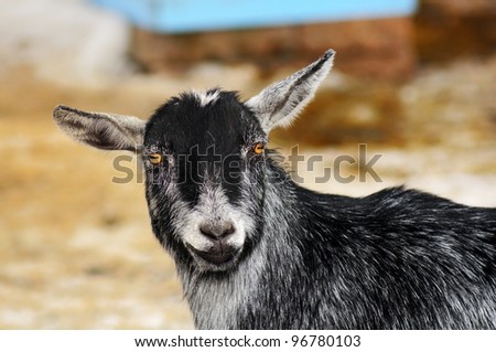 Portrait of a happy funny looking goat staring at camera and smiling, great details.