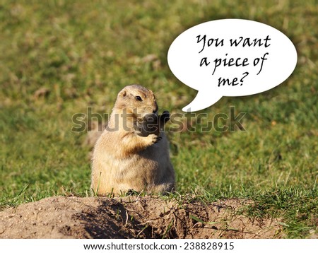 Funny black-tailed prairie dog looking for a fight with fists up in the air, speech bubble