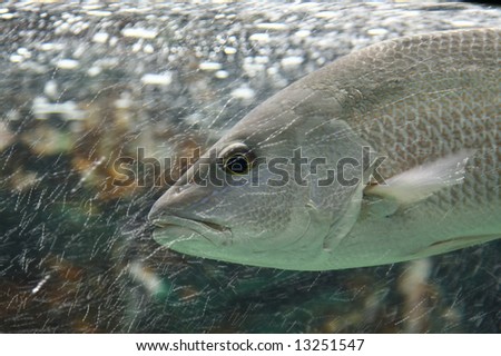 Fish Swimming Against Strong Current
