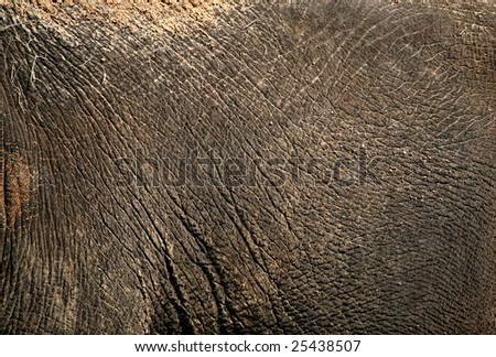 Dark brown wrinkled elephant skin