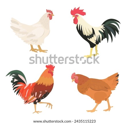Cute cartoon birds collection. Vector illustrations of chicken, hen and rooster on white background. Set of poultry clip.