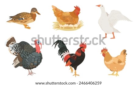 Cute cartoon farm birds collection. Vector illustrations of Chicken, Hen, Duck, Goose, Turkey and Rooster on white background. Set of poultry clip.