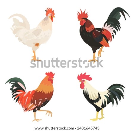 Cute cartoon birds collection. Vector illustrations of Rooster, Cock on white background. Set of poultry clip.