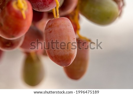 Dates on a palm tree.Closeup of colorful dates clusters. Cluster of dates hanging from a date palm slowly ripening.Yellow and Red raw date