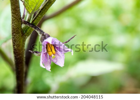 a purple cushaw flower in the rain