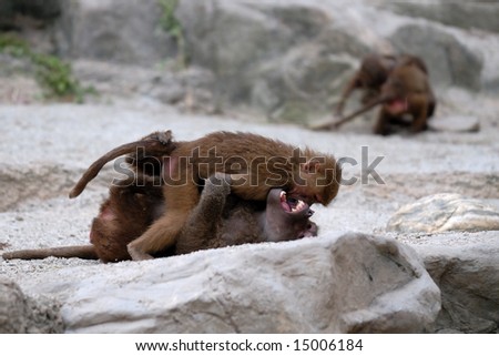 Two monkeys fighting in singapore zoological garden