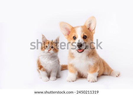 Similar – Image, Stock Photo cute lovely small dog wet in bathtub, clean dog. Woman washing her dog. Pets indoors