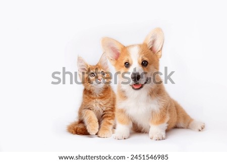 Similar – Image, Stock Photo Cute puppy sitting in field in summer day