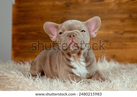 Similar – Image, Stock Photo french bulldog puppy in his best friend hands