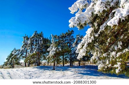 Snowy tree branches in winter. Winter snow scene. Winter forest snow