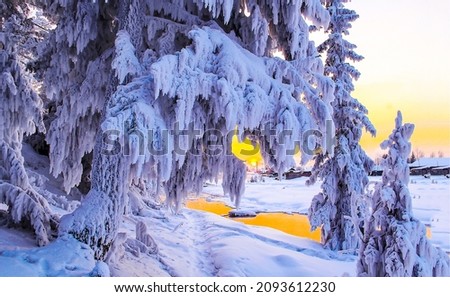 Snowy tree branches in winter. Beautiful winter snow scene. Snow covered fir tree branches in winter. Winter snow fairy tale scene in Christmas forest