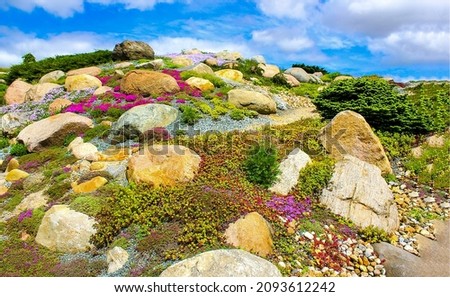 Flower hill with stones view. Blooming hill flowers. Flowers blooming hill view