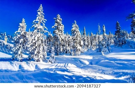 Spruce forest in the snow in winter. Snow covered fir trees in winter forest. Winter snow forest landscape. Snowy winter forest