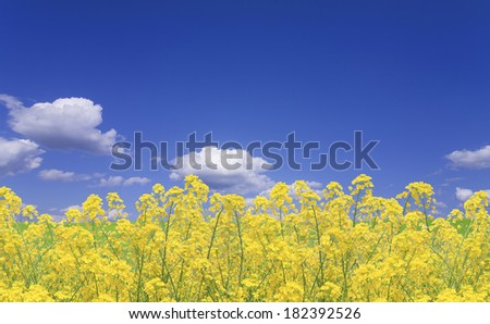 Mustard flowers and sky