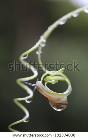 A snail on a dewy vine