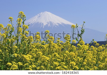 Mountain Fuji and mustard flowers