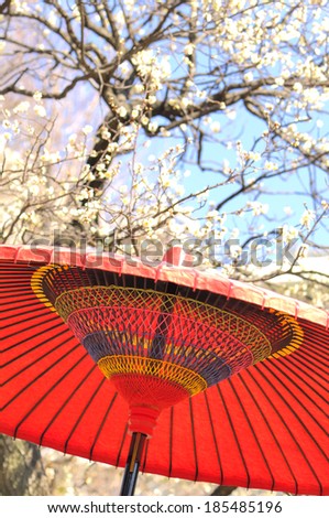 Red paper umbrella and blooming tree during the Plum Festival of Japan