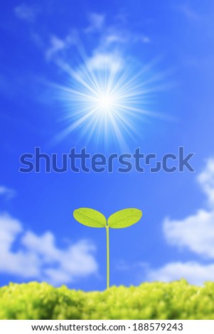 Sun and cotyledon plant