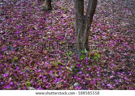 Flower petals falling from tree onto piles of leaves