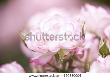 An image of Rose two call